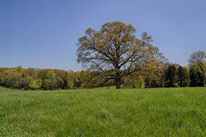 Farm in Louisa County Virginia for sale